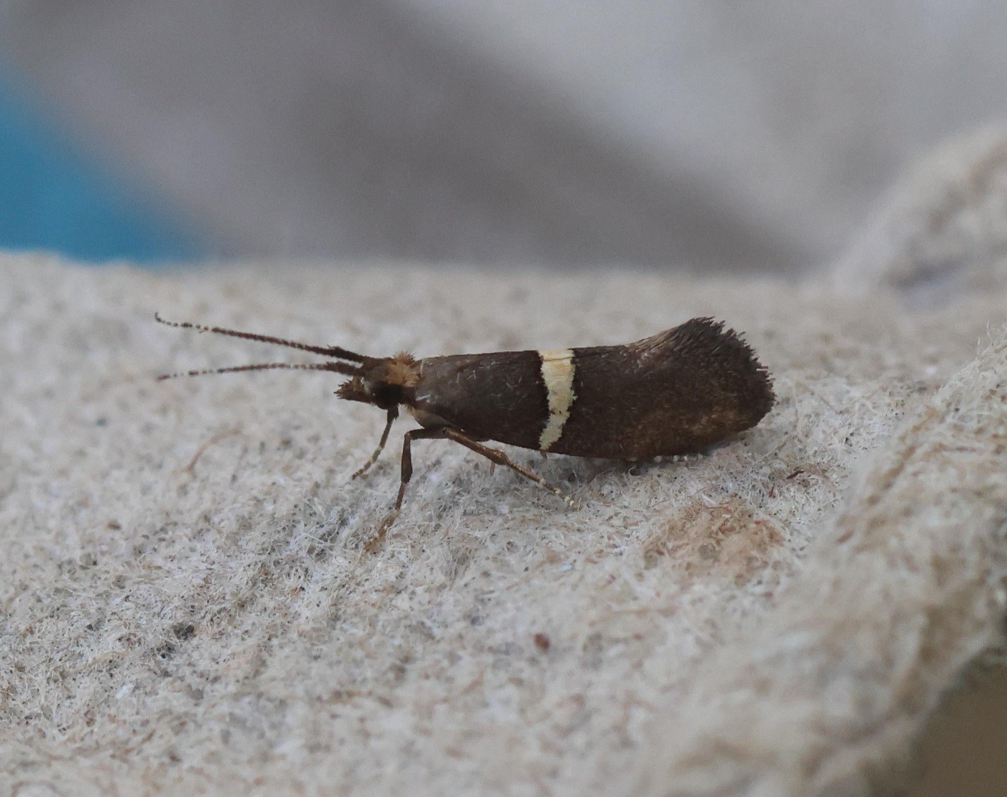 Photo of Bitter-cress Smudge (Eidophasia messingiella)